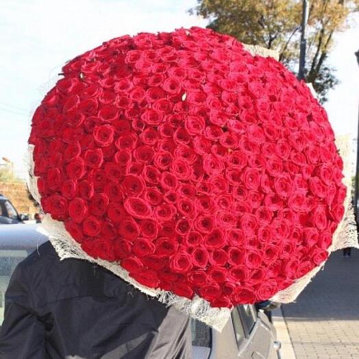 301 red rose for the queen