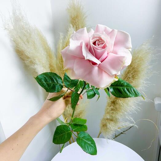French Rose