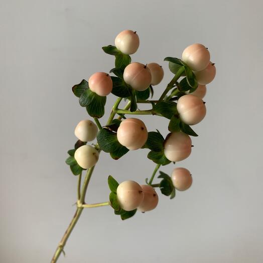 Гиперикум розовый