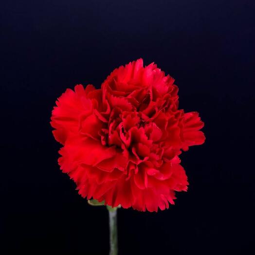 Red carnation