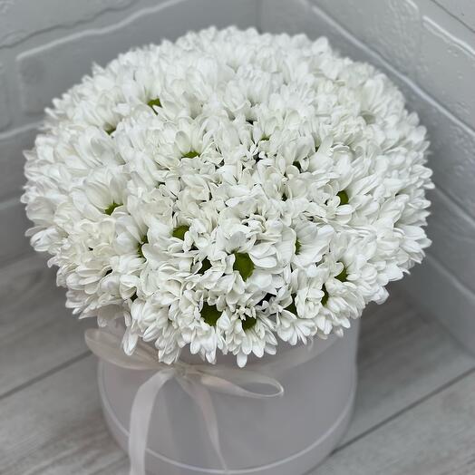 Chrysanthemum in a box