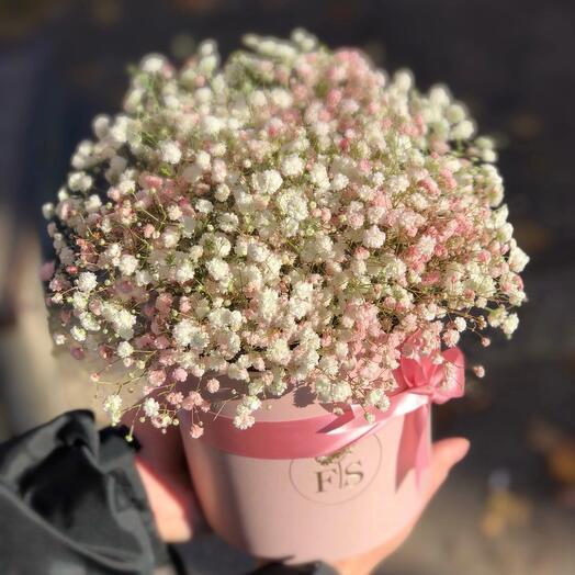 Gypsophila Mi -Mi