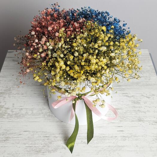 Color gypsophila in a white box
