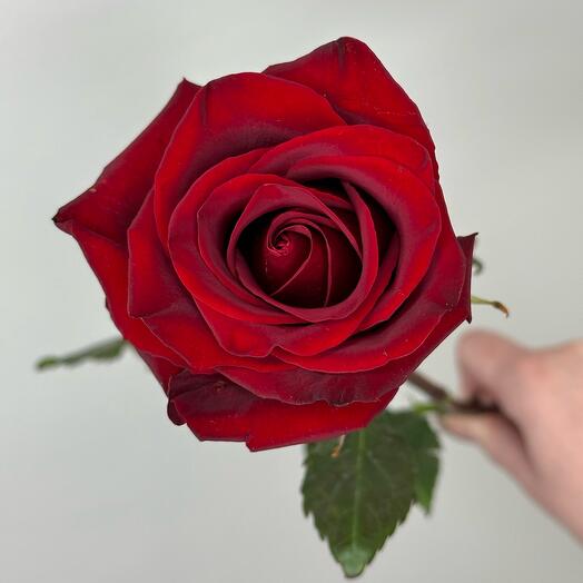 Rosa roja Ecuador