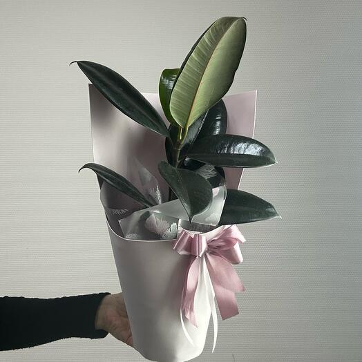 Ficus