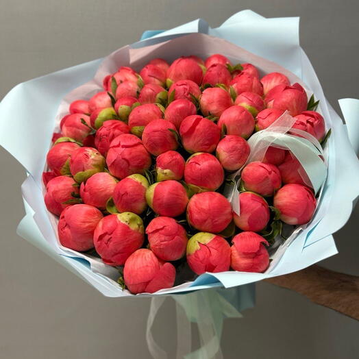 Пионы коралловые