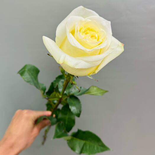 Пионовидная Роза