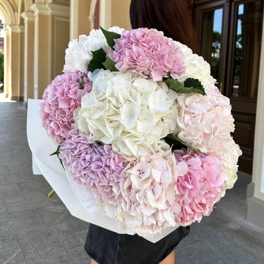 White and pink Hydrangeas