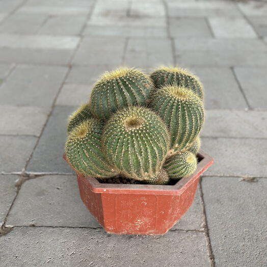 Echinocactus Grusonii Multihead