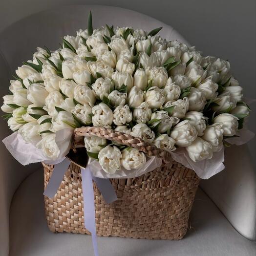 100 white tulips basket