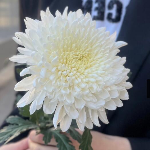 Хризантема одноголовая белая