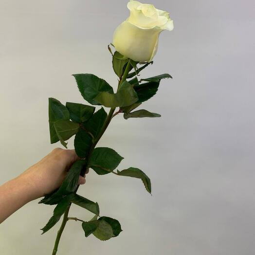 Роза Эквадор Мондиаль