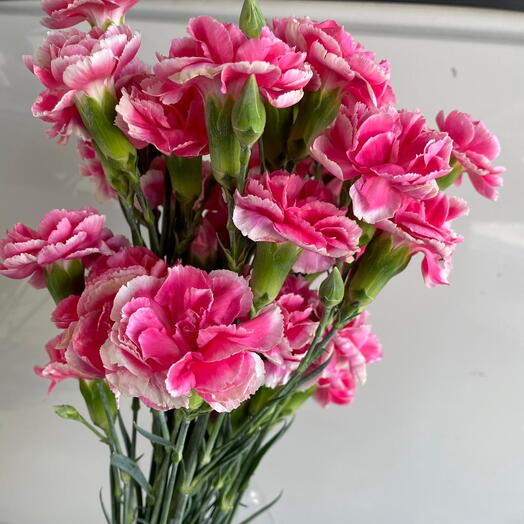 Pink Baby Carnation bunch