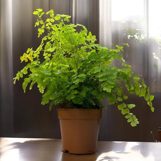 Helecho Adiantum