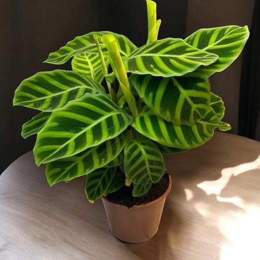 Calathea Zebrina