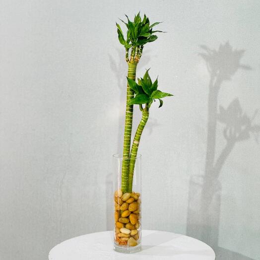 Комнатное растение драцена сандера денежный бамбук счастья lucky bamboo