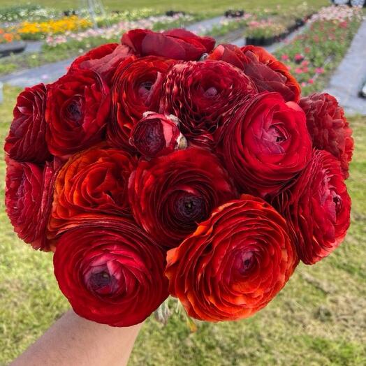 Ranunculus red 19 stems