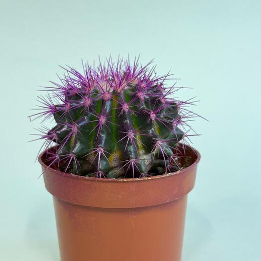 Эхинокактус