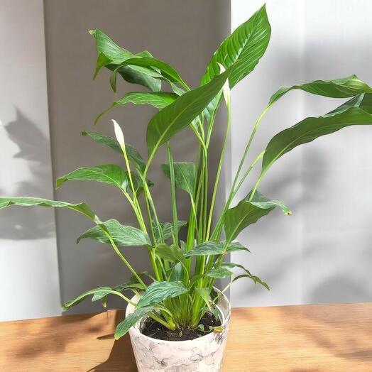 Spathiphyllum