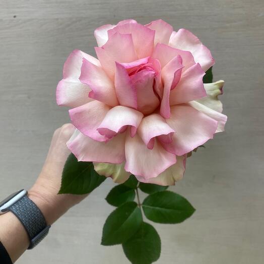 Rosa Esperanzo