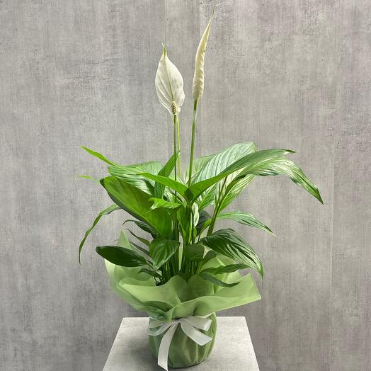 Спатифиллум d17 «женское счастье» ( диаметр горшка 17см)