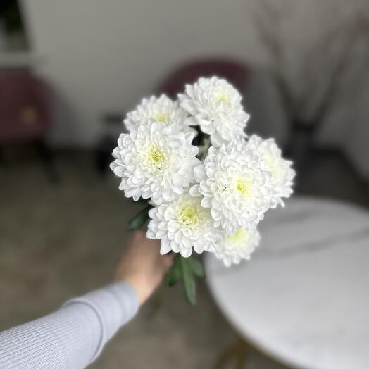 Bush chrysanthemum white Altai