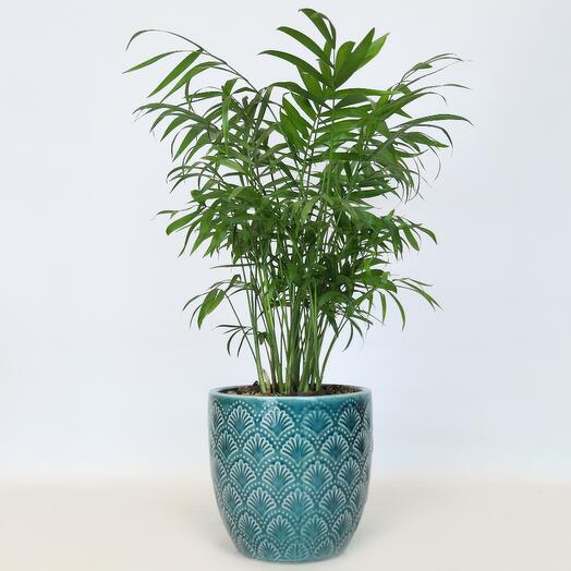 Hamedorea elegans en plantpo, D-15