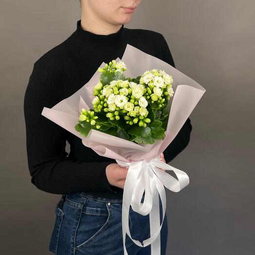 Каланхое