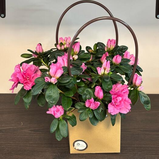 Азалия малиновая  в крафтовой сумочке