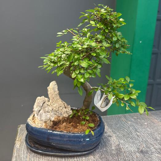 Zelkova Bonsai