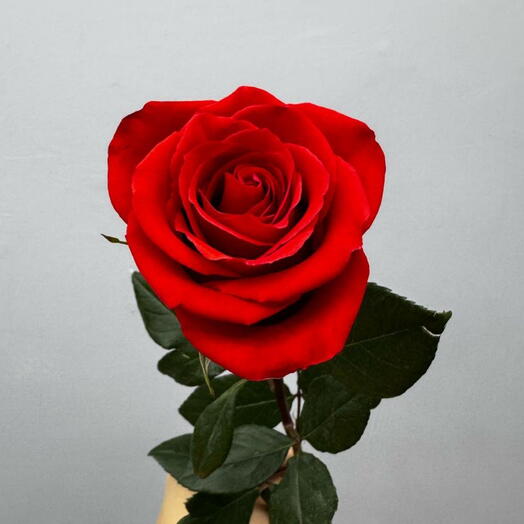 Роза красная Эквадор 70 см