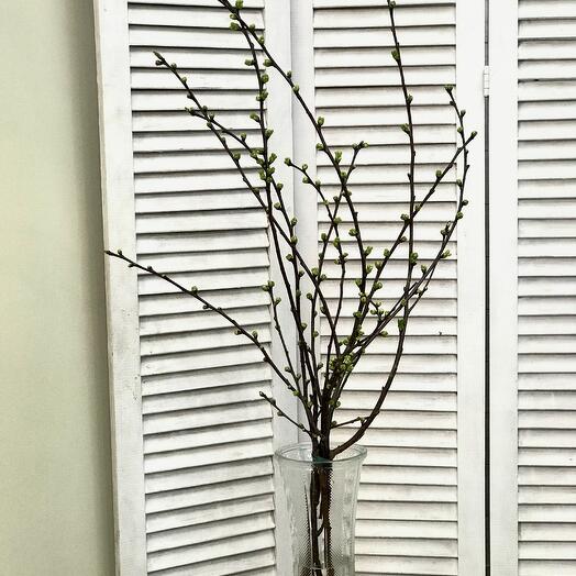 Цветущие ветки кизила