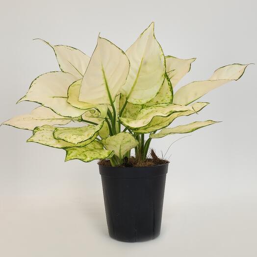 Aglaonema Super White, D-12