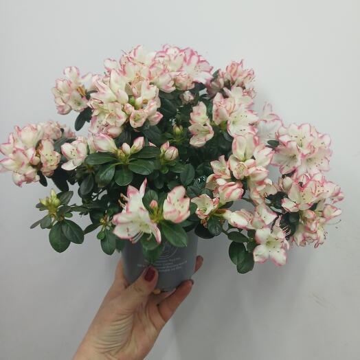 Нежная пышная Азалия