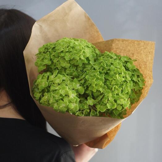 Гортензия зеленая ( 3 шт )