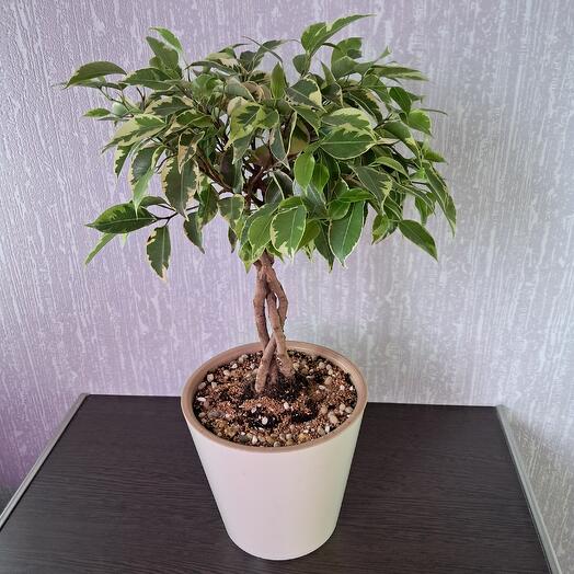 Фикус Бенджамина Lucky Twisted Stem