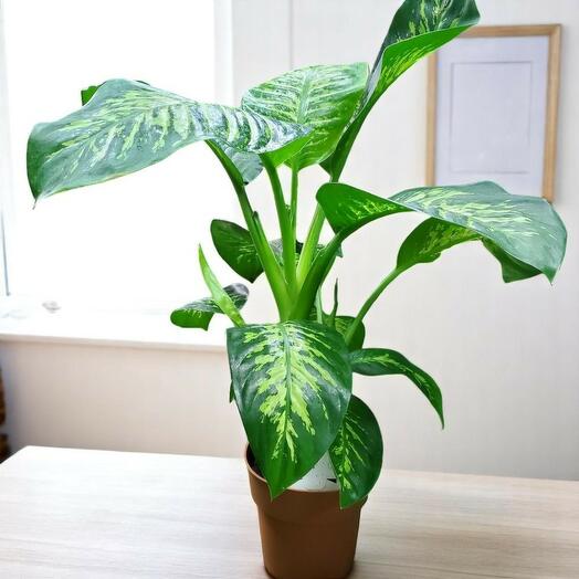 Dieffenbachia