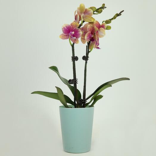 Орхидея "Нектаринка", D-9