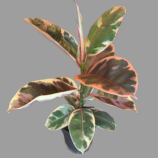 Planta de interior Ficus Elastica