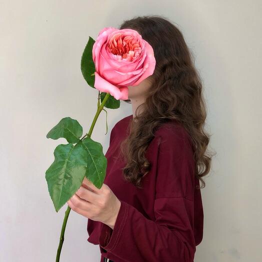 Peony-shaped Rose Pink Expression (Pink Expression)