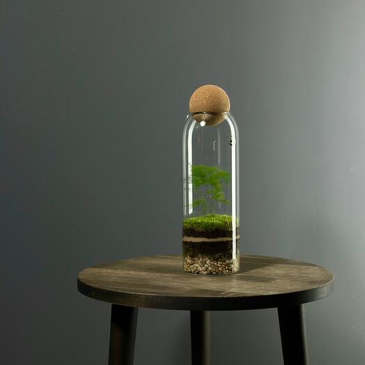 Экосистема в бутылке Bottle 1 с растением аспарагус