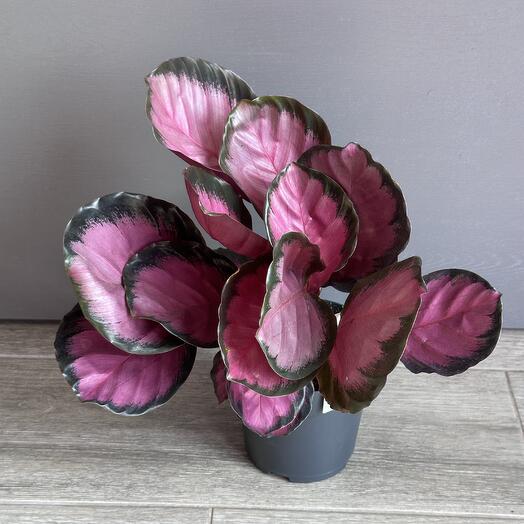 Калатея с розовыми листьями