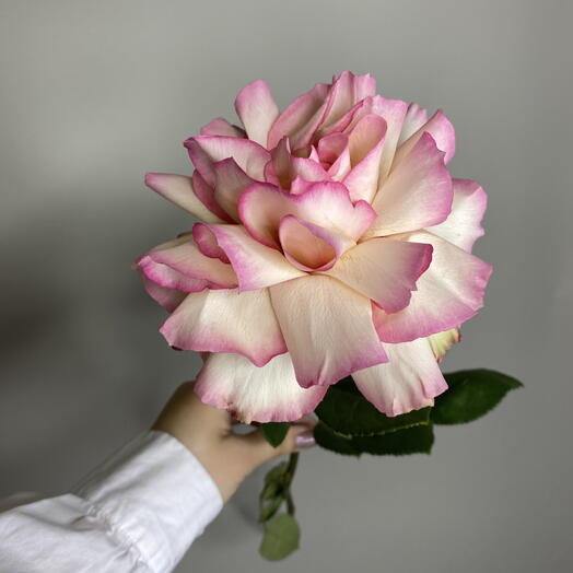 Art of Flowers