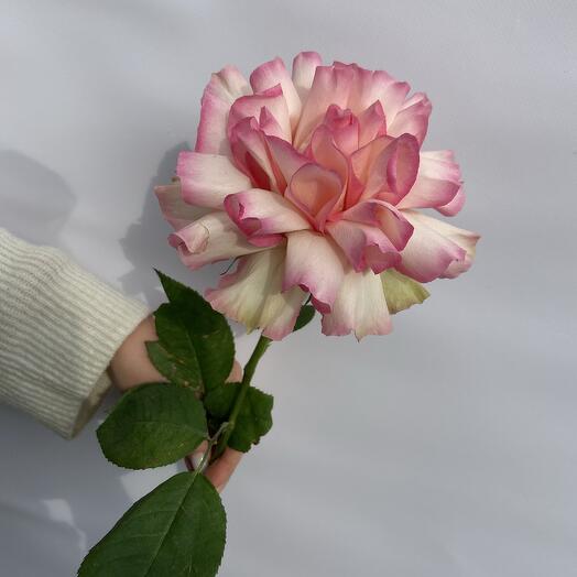 Французская Роза 🌸