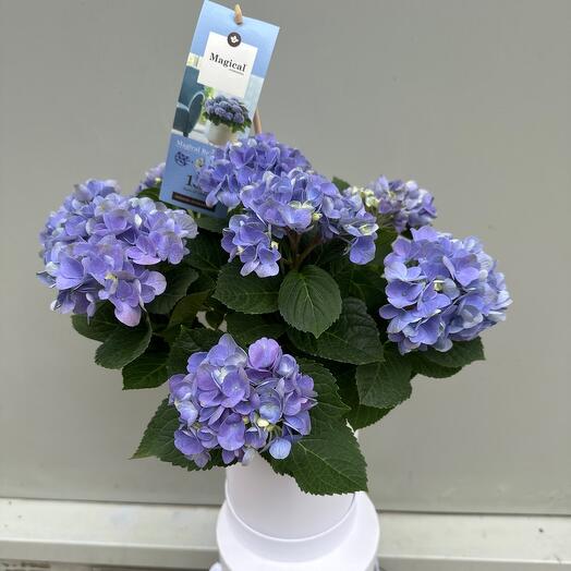 Комнатное растение Гортензия magical blue