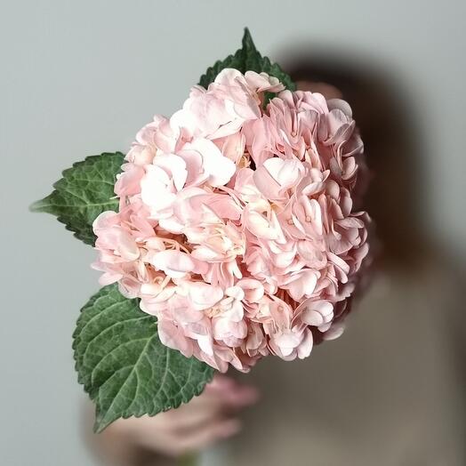 Гортензия розовая