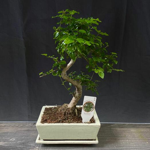 Бонсай Ligustrum