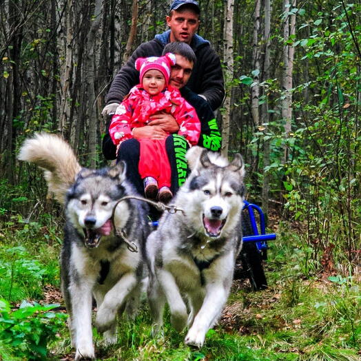 Подарочный сертификат «Знакомство с хаски Летний сезон» (2 часа, 1 ребенок)