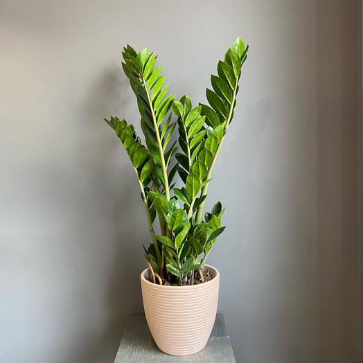 Замиокулькас большой