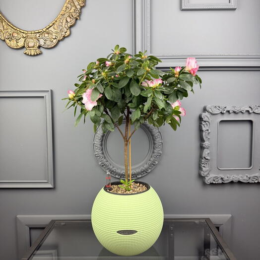 Азалия в кашпо Lechuza D 20 Высота 50 см